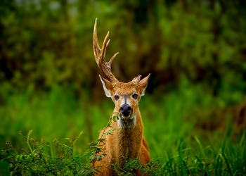 Vahşi Hayvan Fotoğrafçılığı