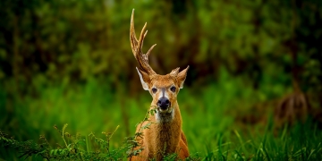 Vahşi Hayvan Fotoğrafçılığı