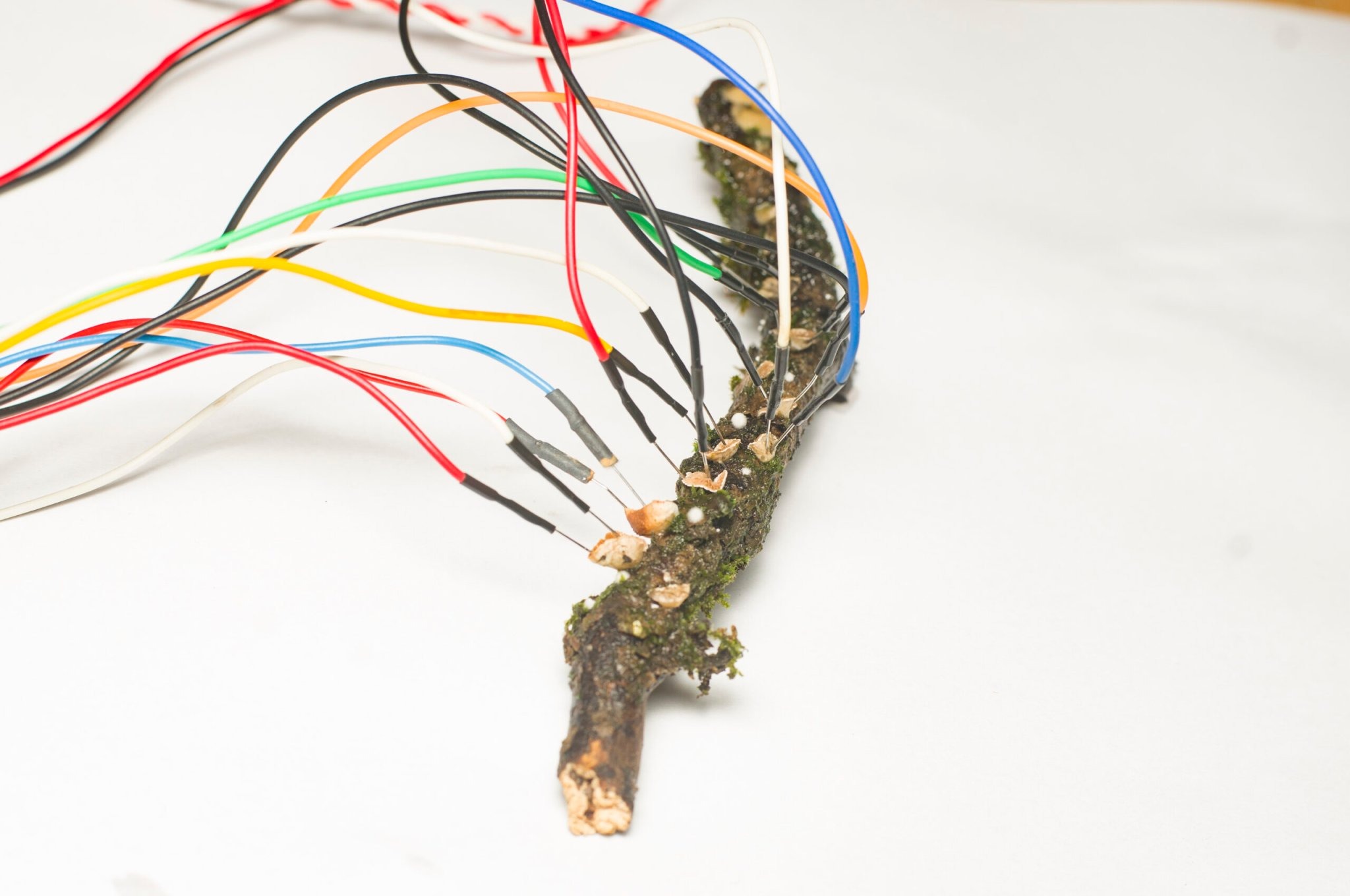 Bilim İnsanları Mantarlarla Çalışan Bilgisayar Geliştirdi