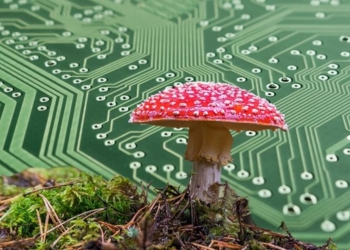 Bilim İnsanları Mantarlarla Çalışan Bilgisayar Geliştirdi