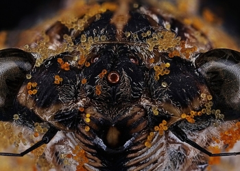 Dünden Bugüne Makro Fotoğraf