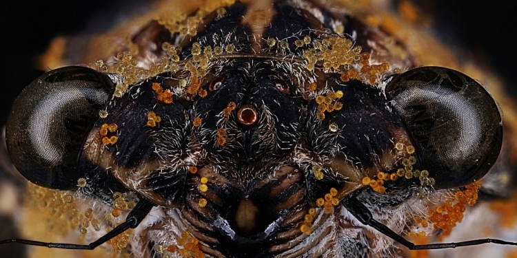 Dünden Bugüne Makro Fotoğraf