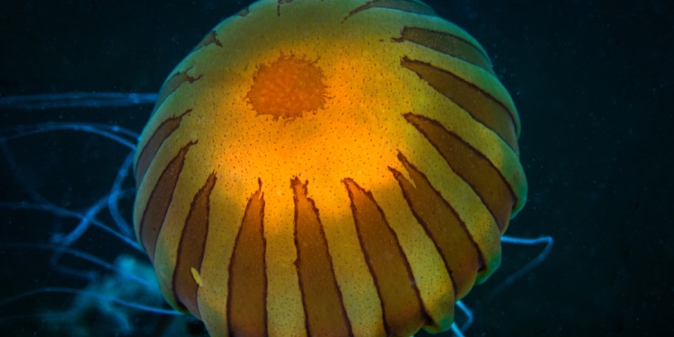 Mavinin Ortasında; Denizanalarının Işıkla Dansı